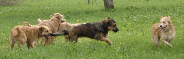 sam